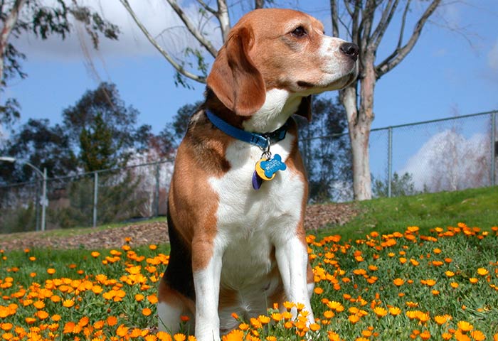 Diferentes collares para perros Cual es el ms recomendado?