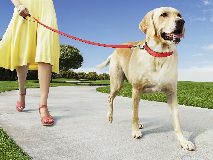 Algunos consejos a la hora de pasear a tu mascota