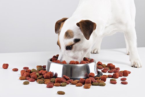 La comida para perros que nunca debes darle a tu mascota