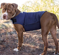 Camisetas antiansiedad para perros