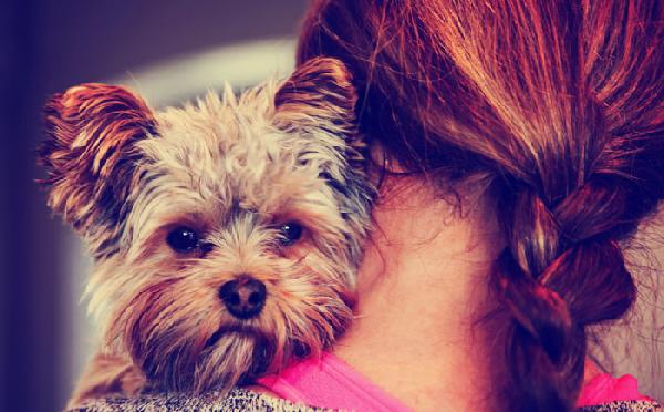 5  Beneficios de tener un perro en tu vida
